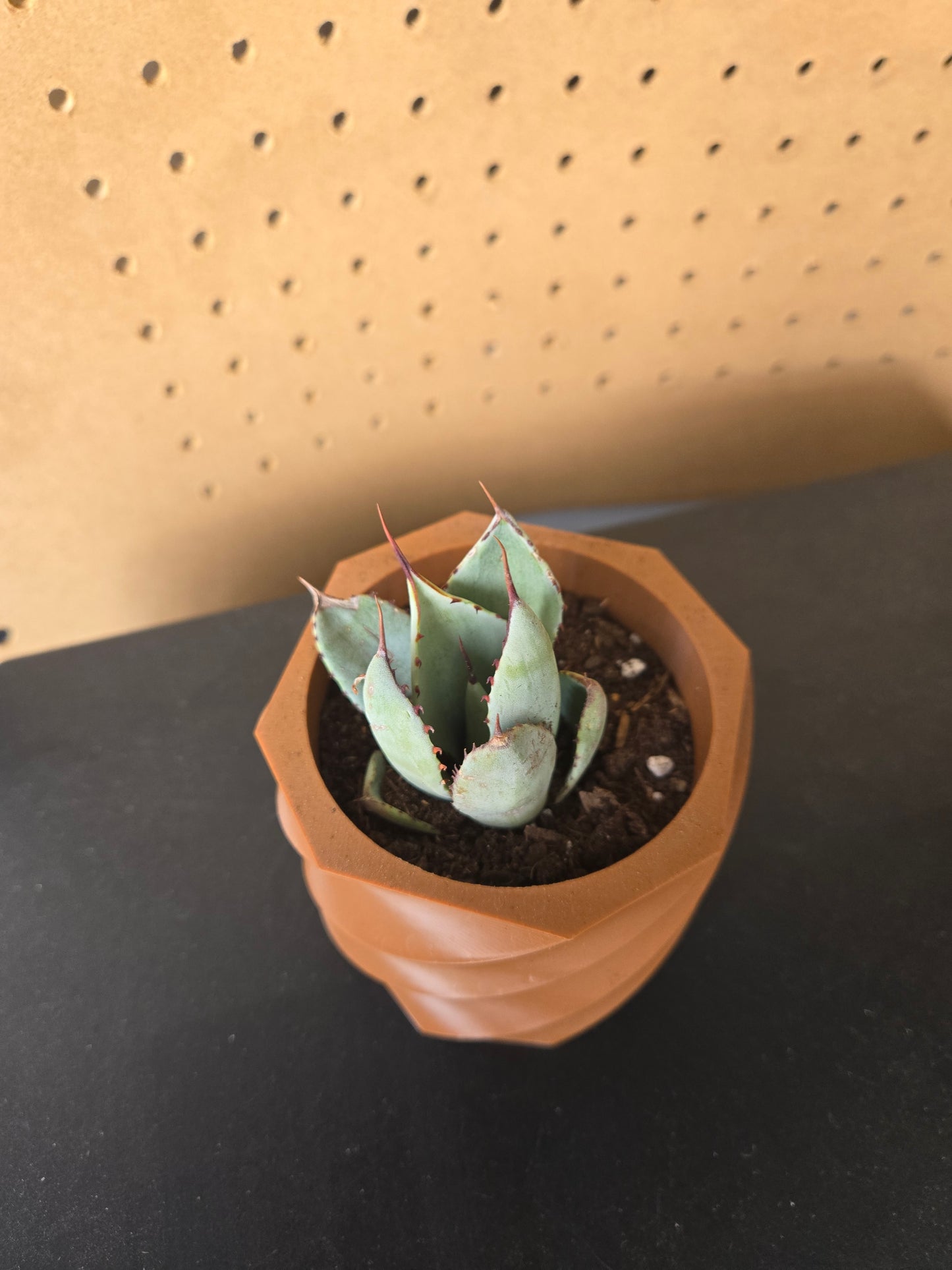 Artichoke agave