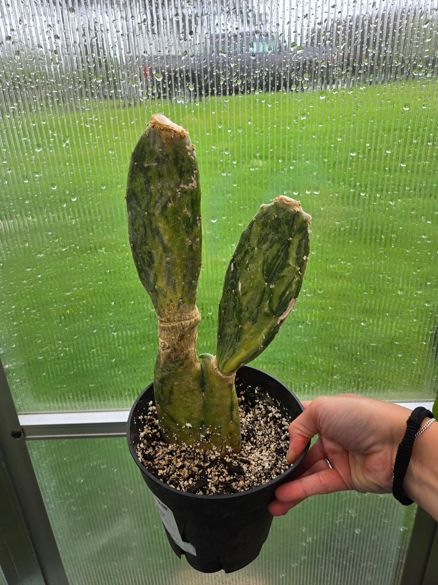 Opuntia cochenillifera Variegata