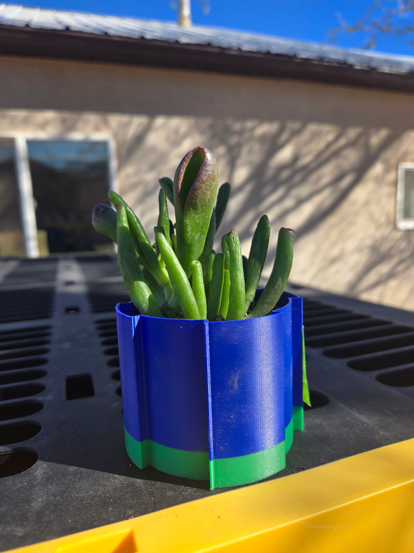 Crassula ovata gollum