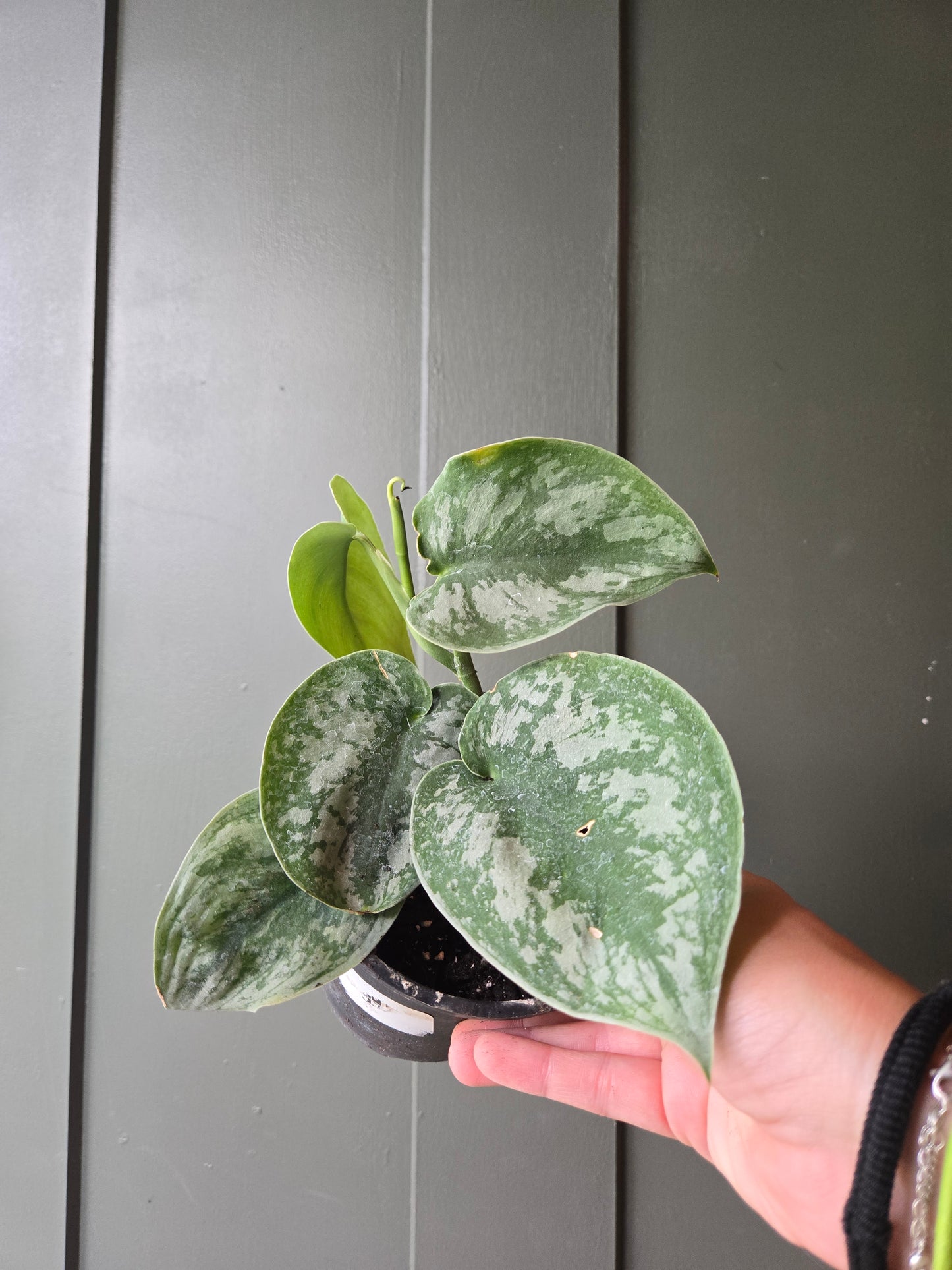 Scindapsus pictus exotica