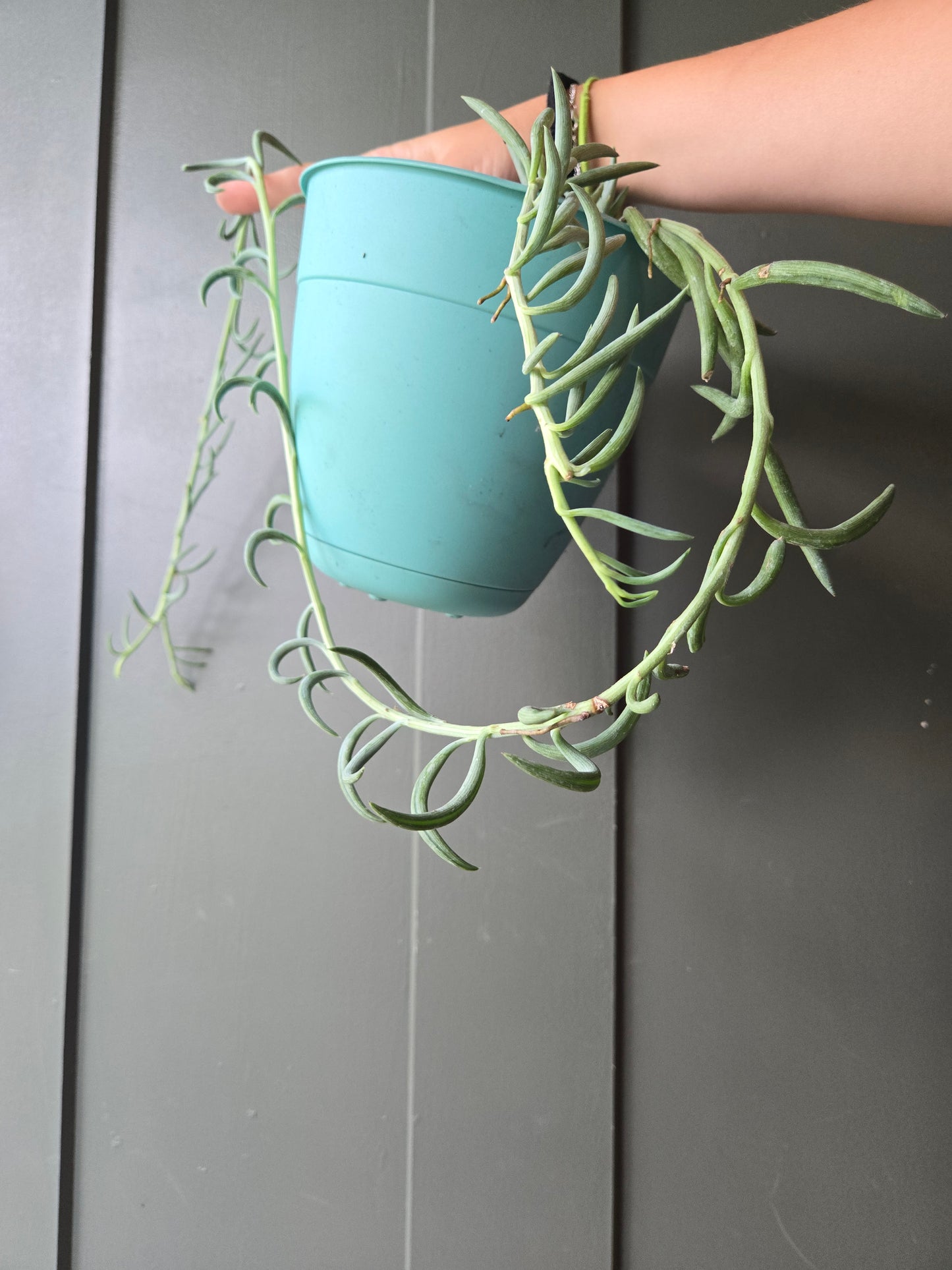 String of fish hooks