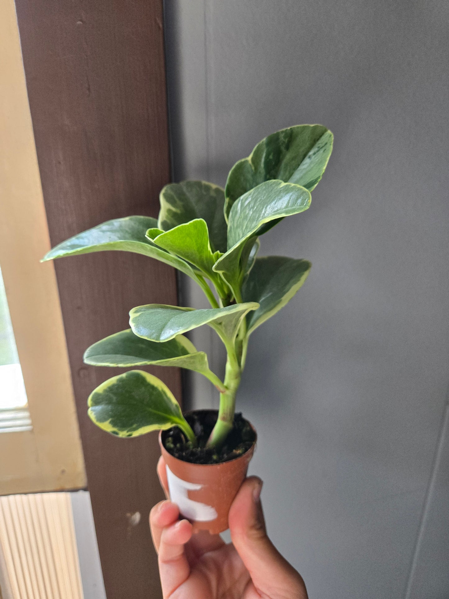 Peperomia obtusifolia variegated