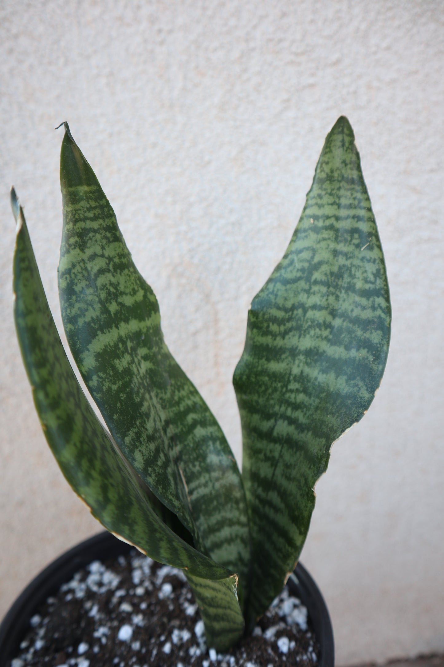 Sansevieria Zeylanica