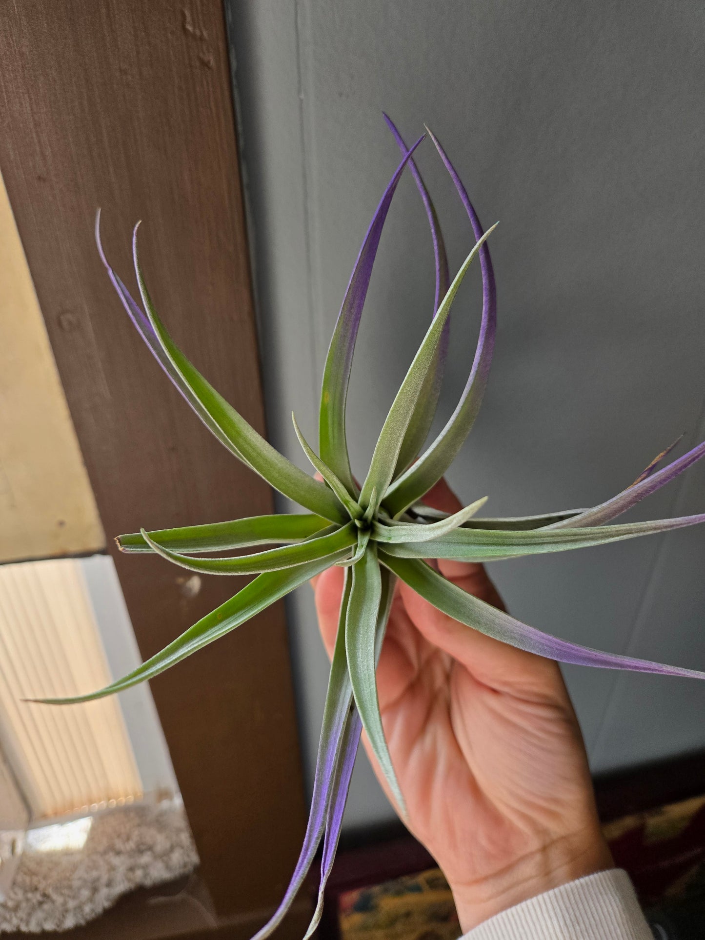Air plant