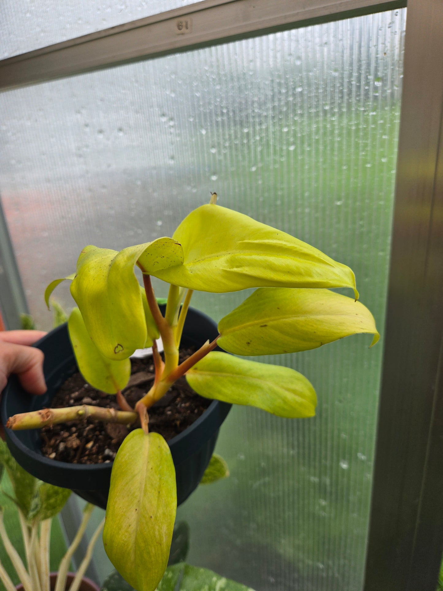 Philodendron Golden Goddess