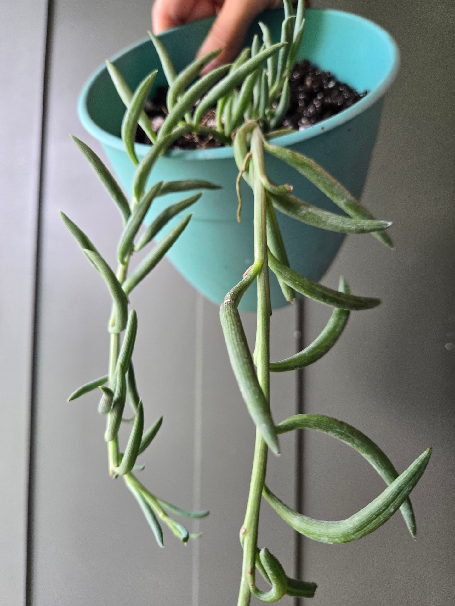String of fish hooks