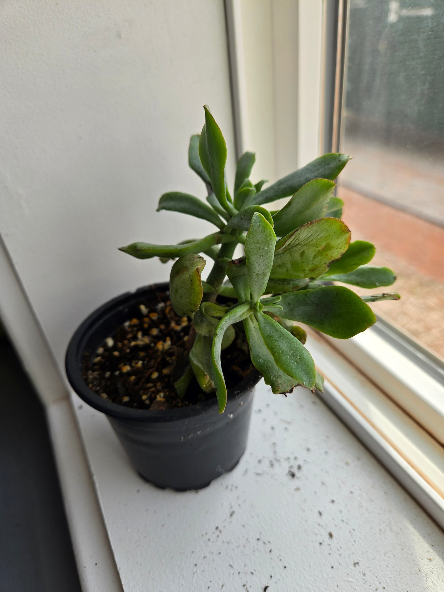 Curly jade plant