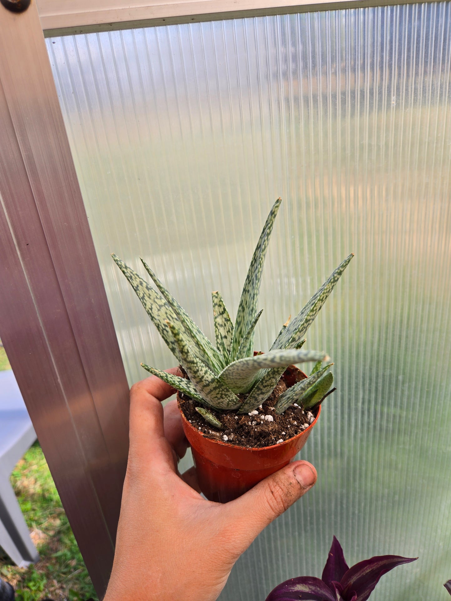 Aloe white fox