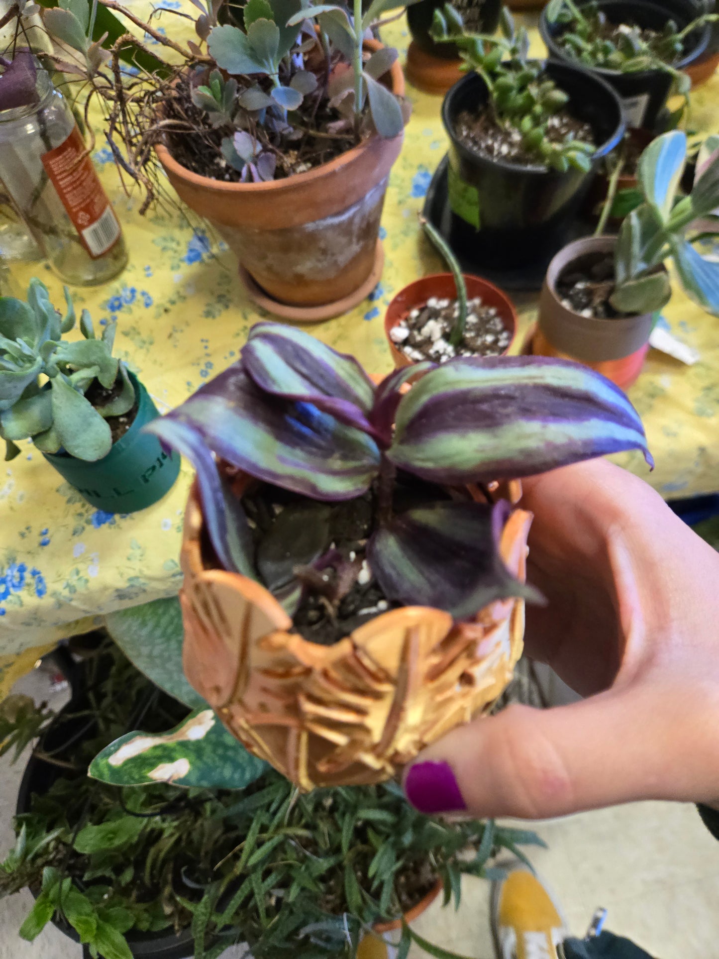 Tradescantia zebrina