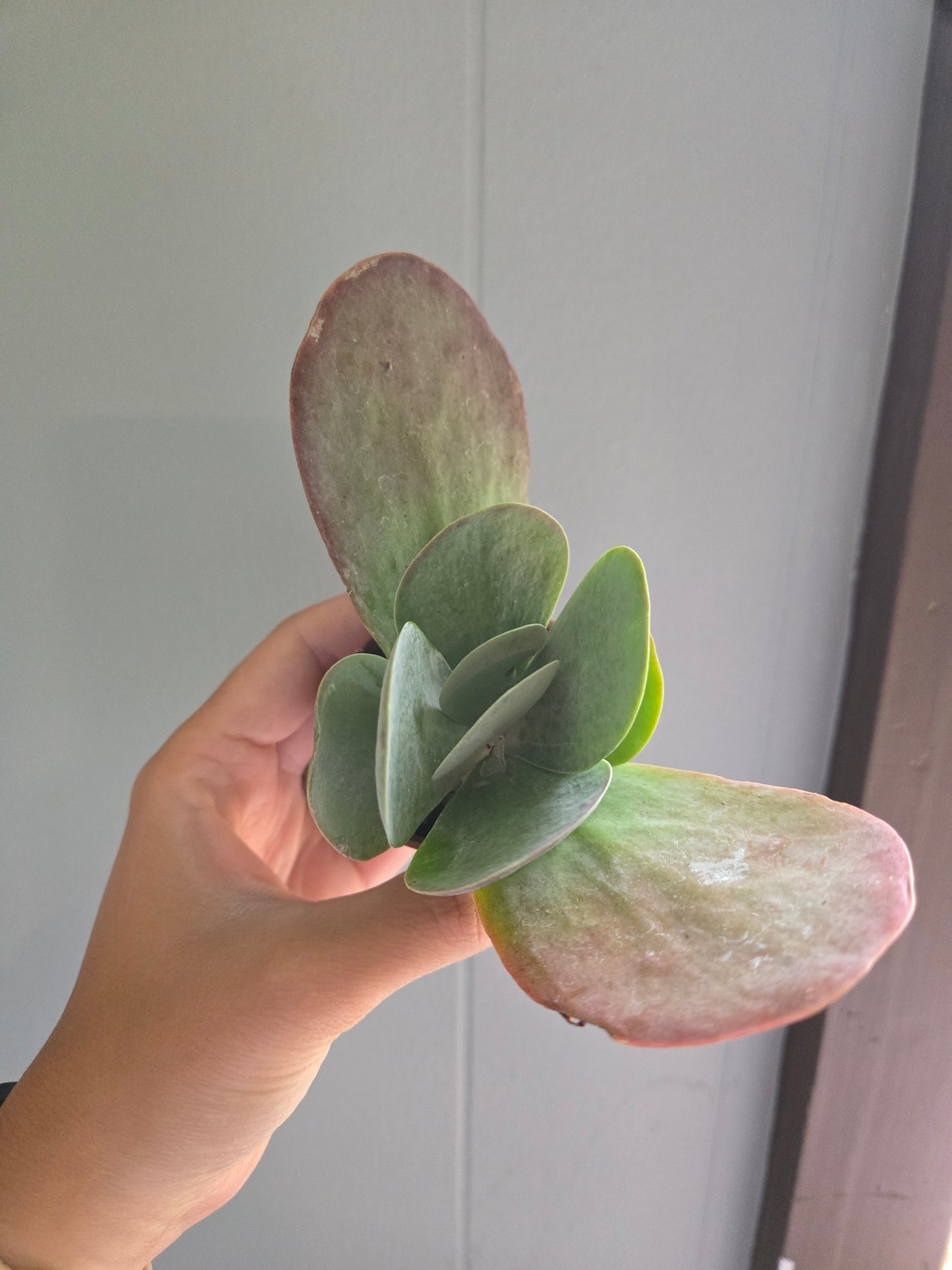 Flapjack (Kalanchoe luciae)