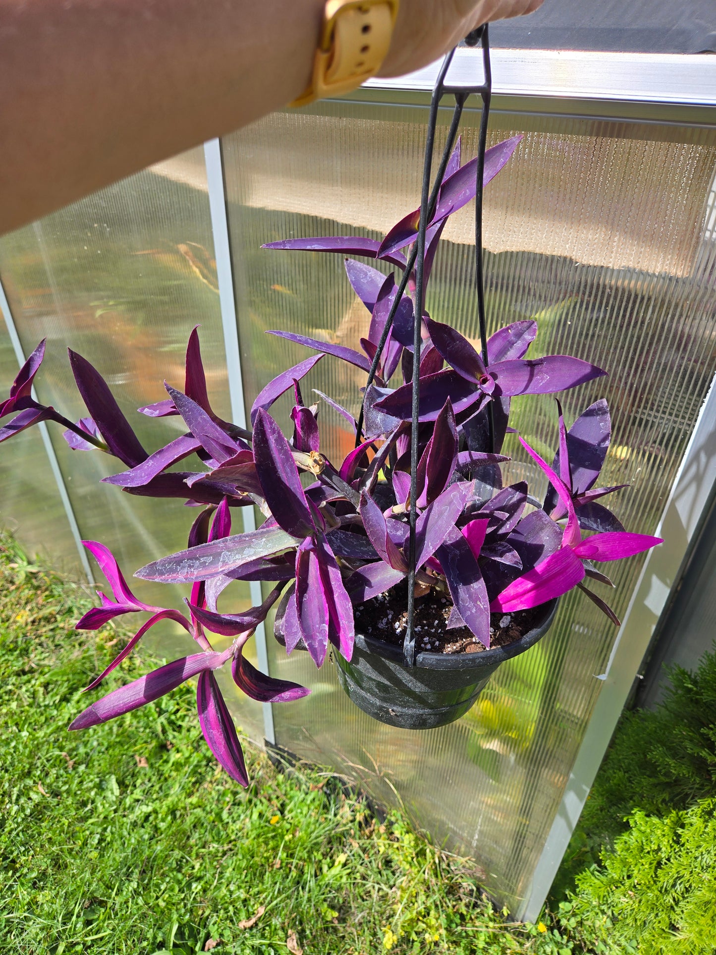 Tradescantia Pallida