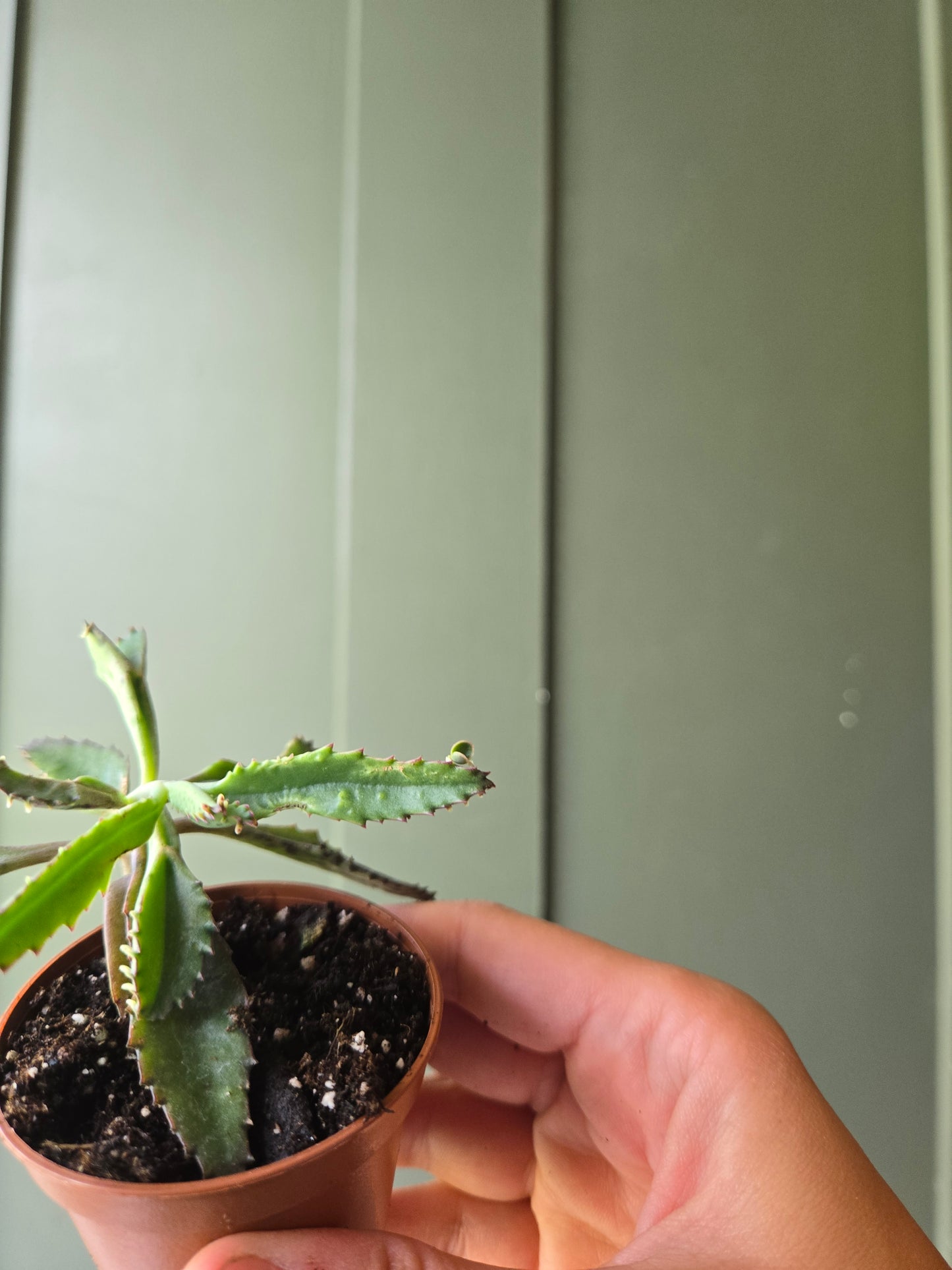 Mother of Thousands