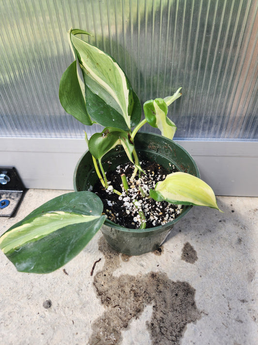 Philodendron Silver Stripe