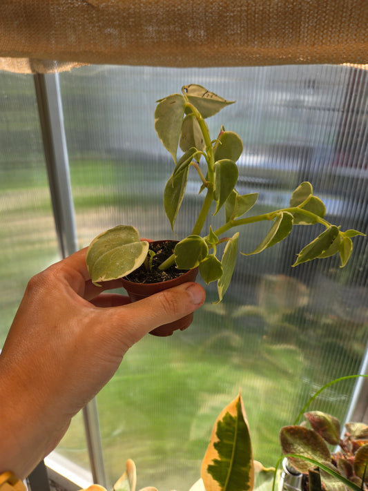 Peperomia Scandens v.