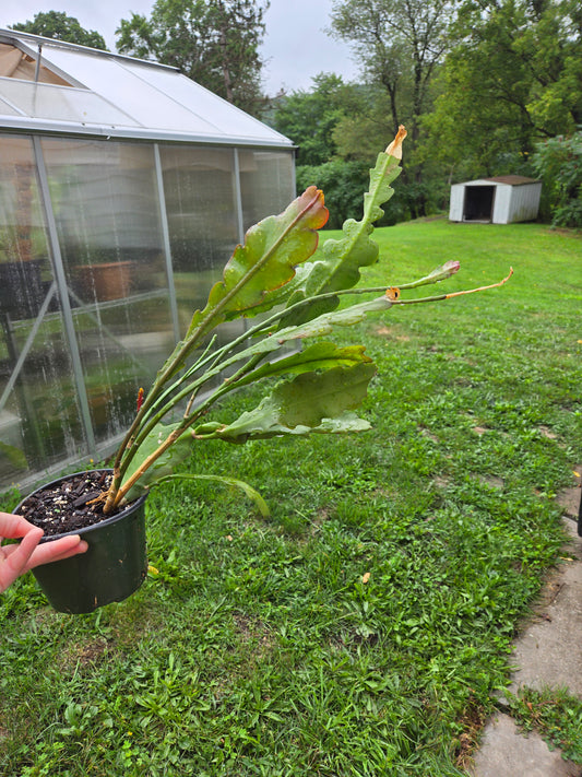 Epiphyllum(orchid cactus