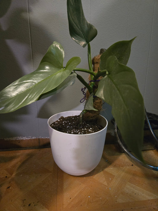 Philodendron Silver Sword