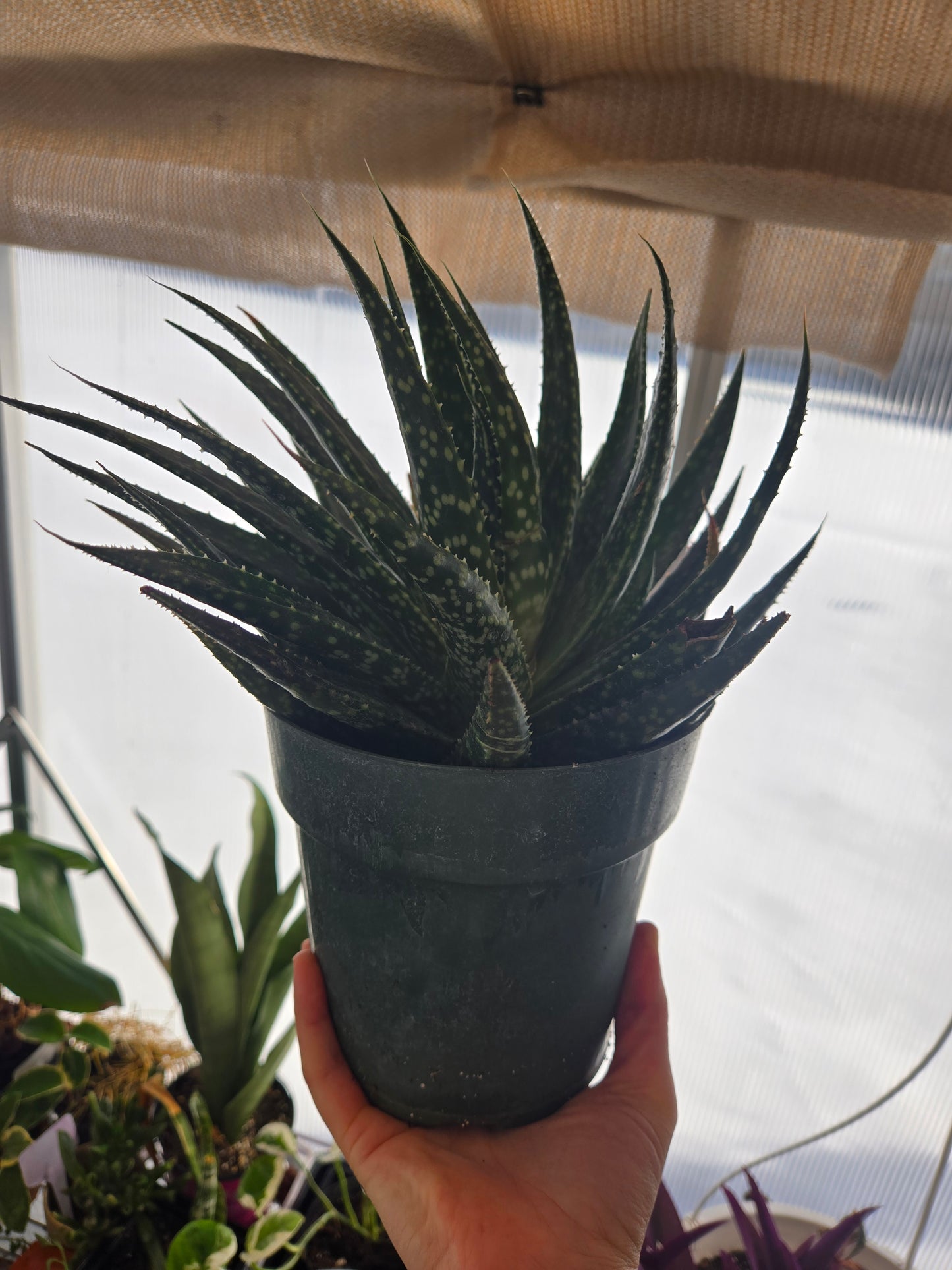 Aloe Aristata