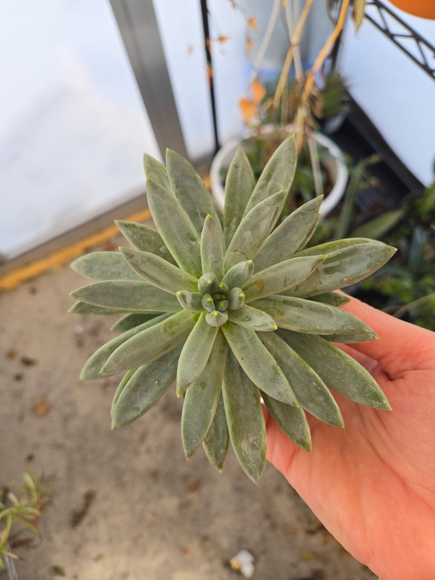 Pachyphytum little jewel