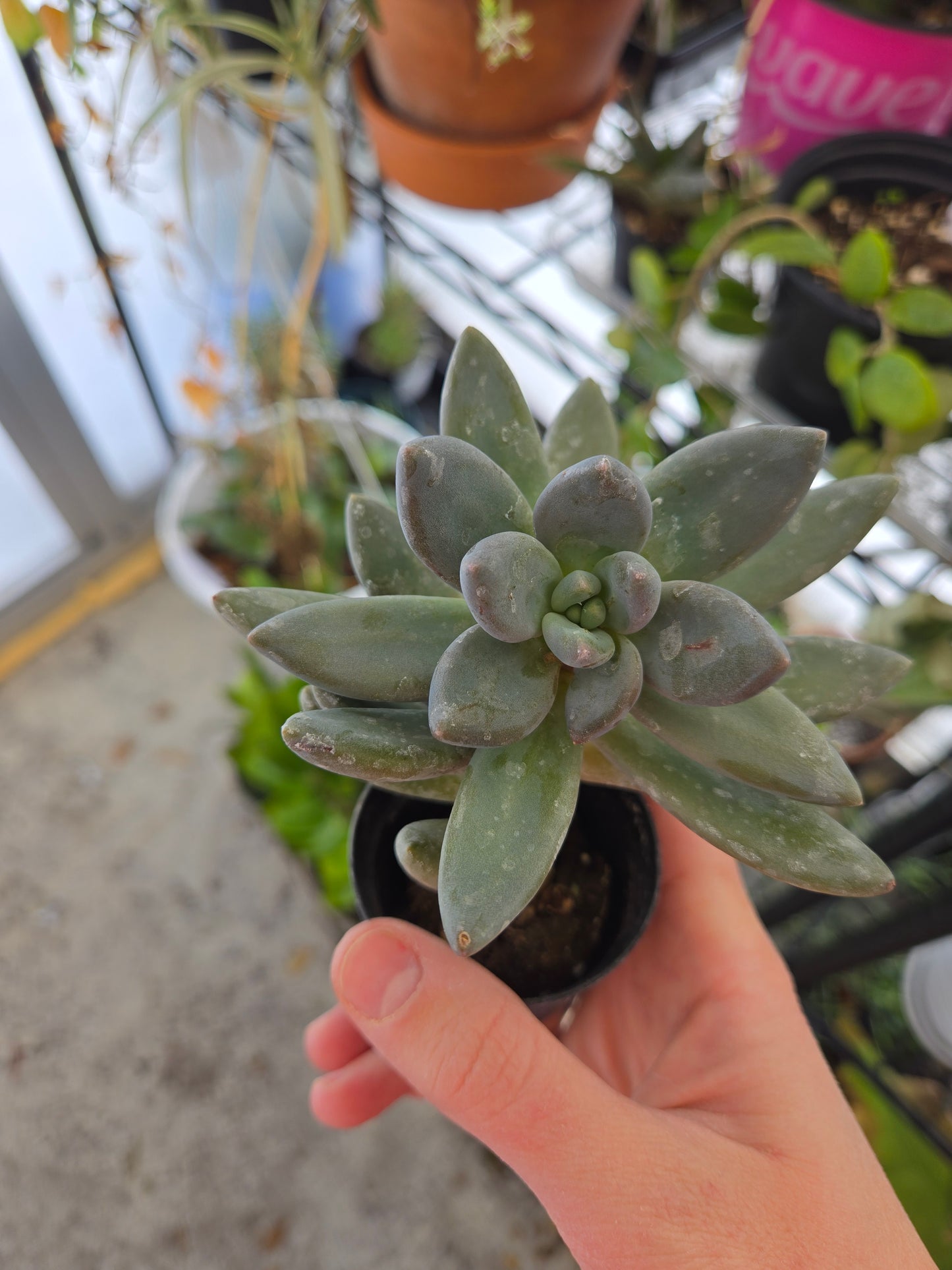 Pachyphytum dark red