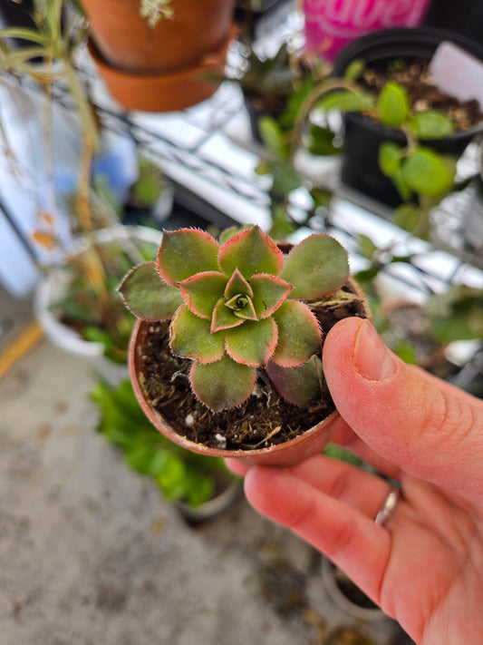 Aeonium 'Kiwi'