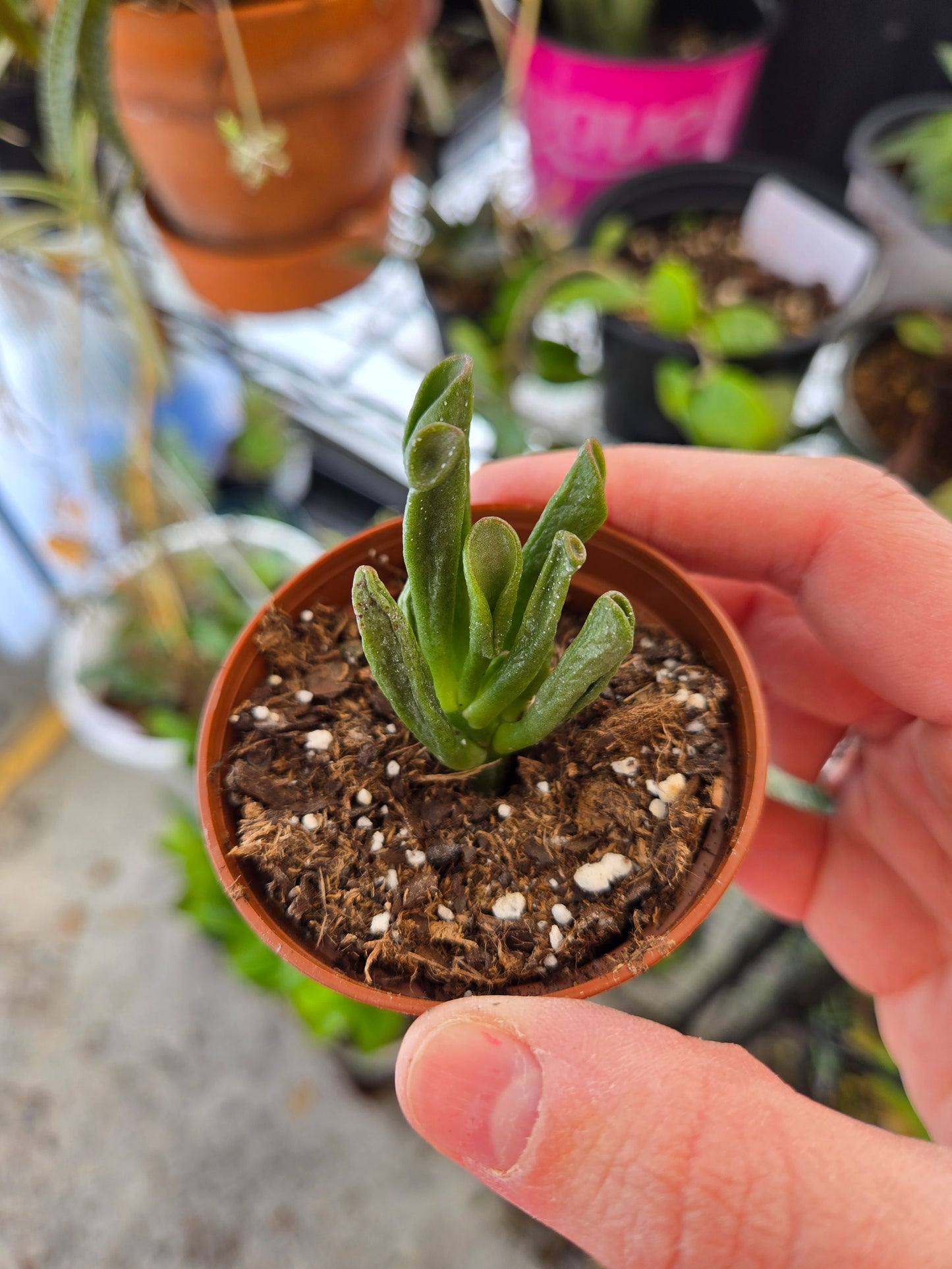 Crassula ovata gollum