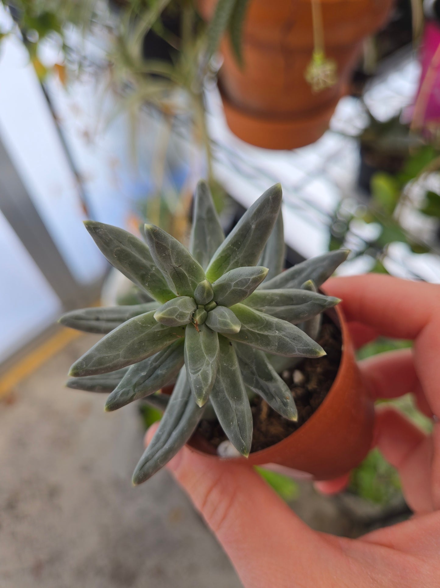 Pachyphytum little jewel