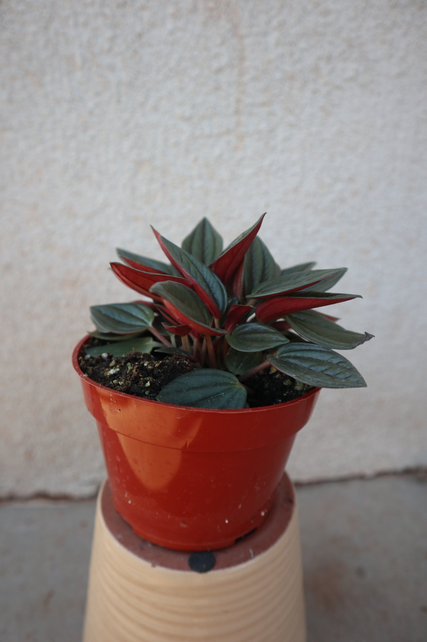 Peperomia Rosso
