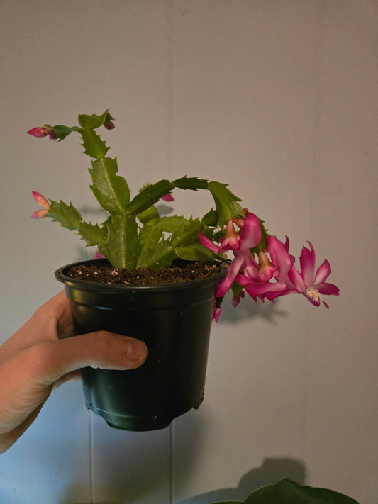 Thanksgiving cactus