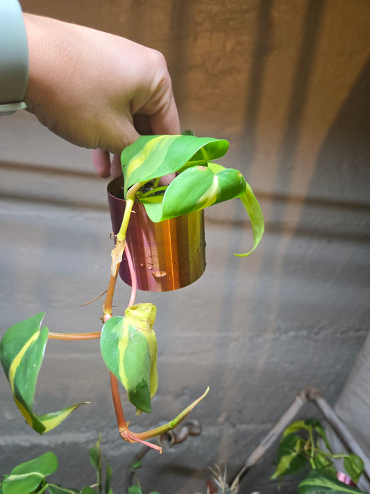 Philodendron Silver stripe