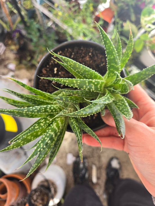 Aloe Aristata