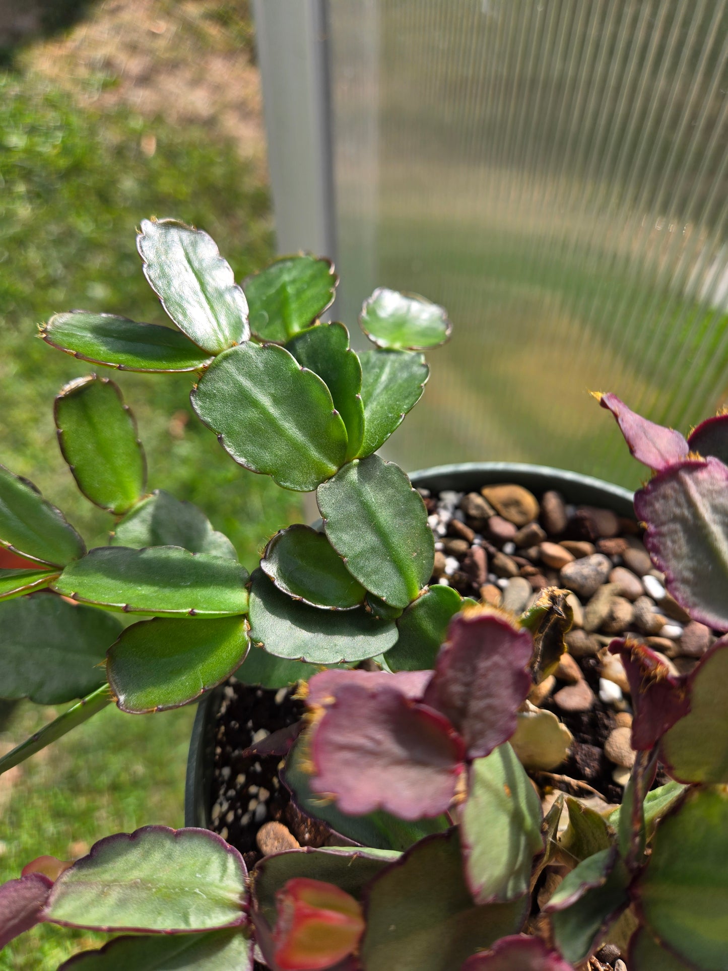 Easter Cactus