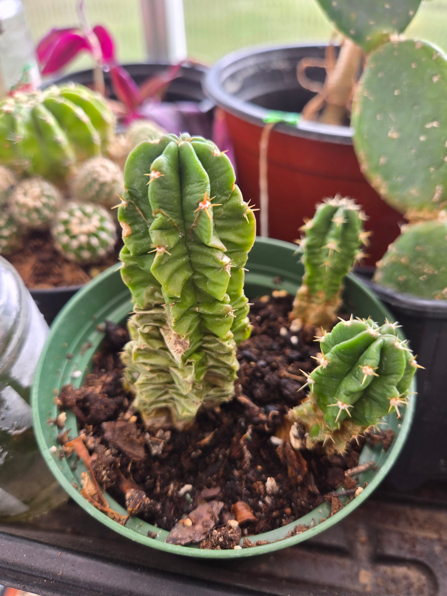 Echinocereus gentryi