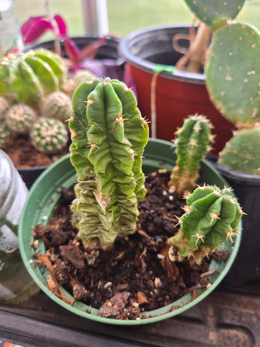 Echinocereus gentryi