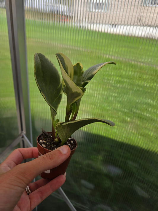 Peperomia Obtusifolia variegated