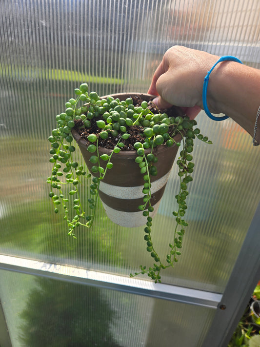 String of pearls