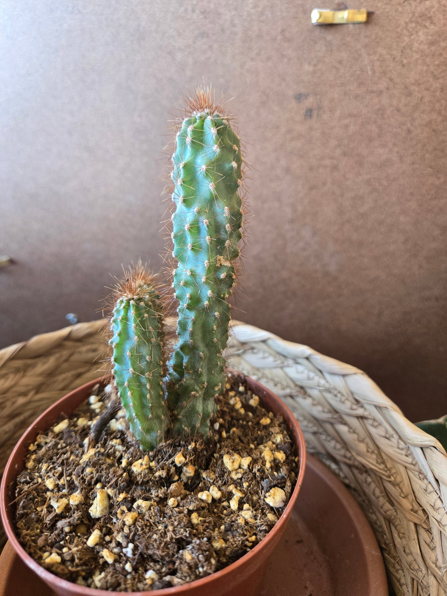Cereus peruvian monstrose
