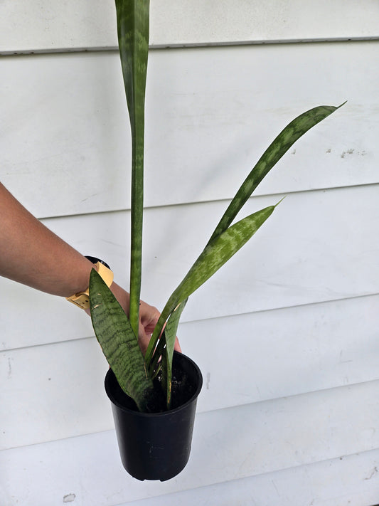 Sansevieria Zeylanica