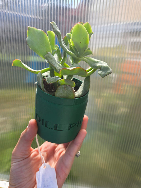 Curly jade plant