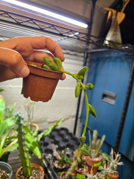 String of watermelons