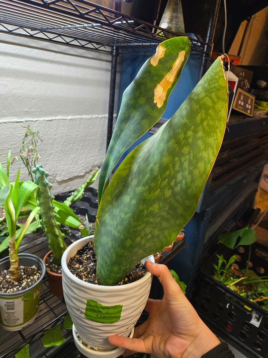 Sansevieria whale fin
