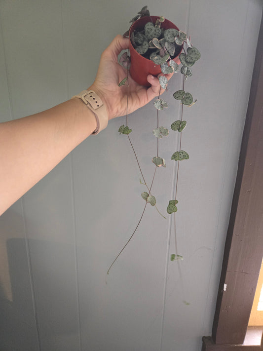 Variegated string of hearts