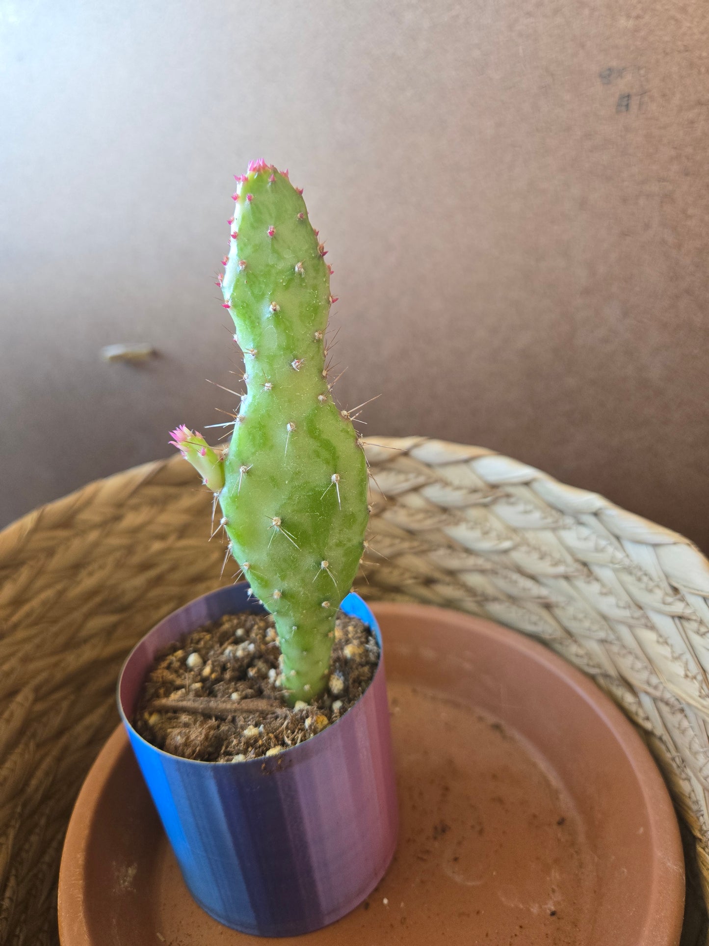 Opuntia monocantha