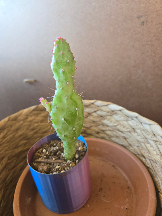 Opuntia monocantha