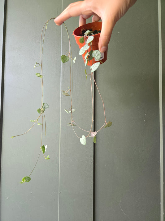 Silver String of hearts