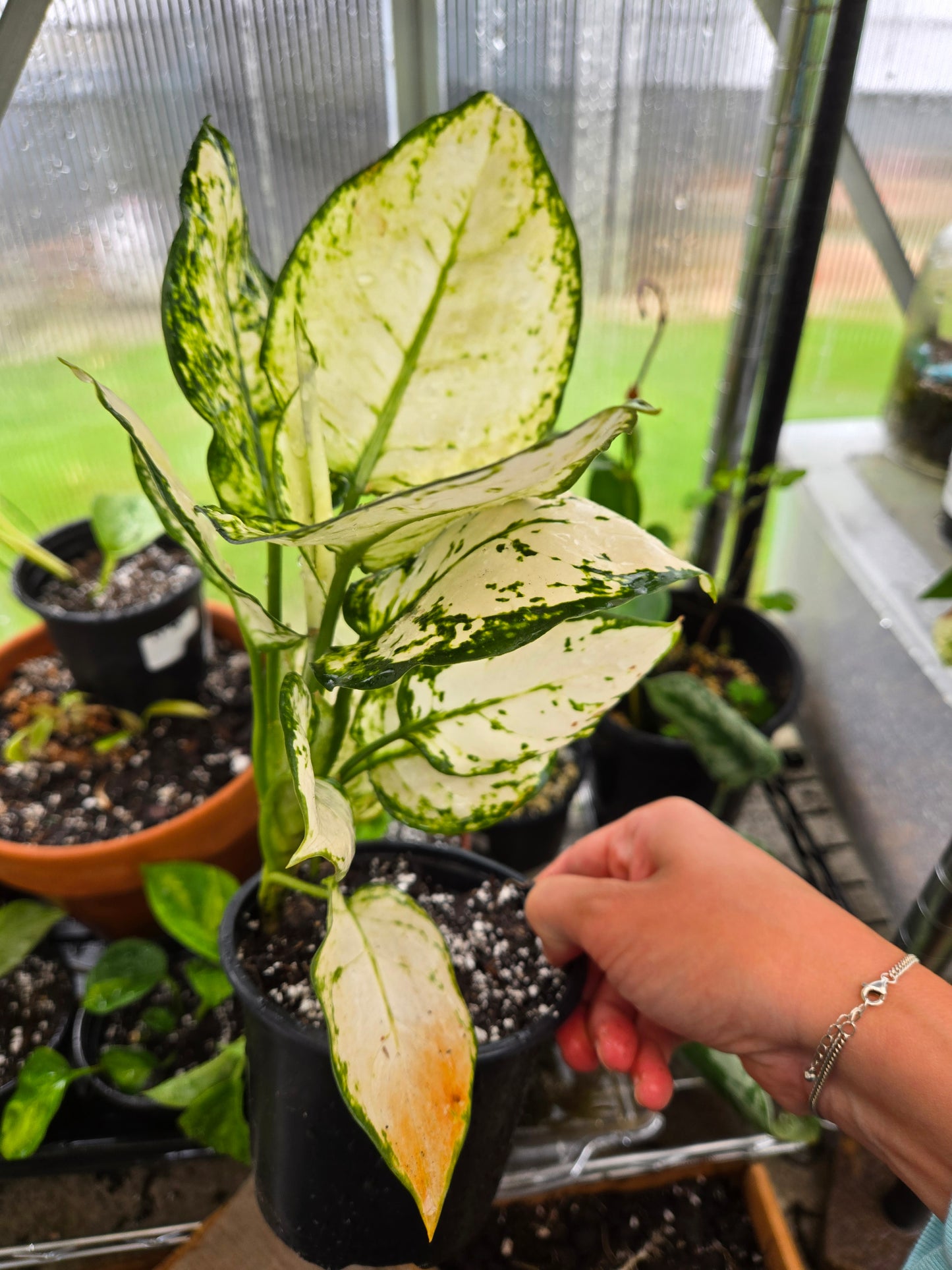 Aglaonema super white