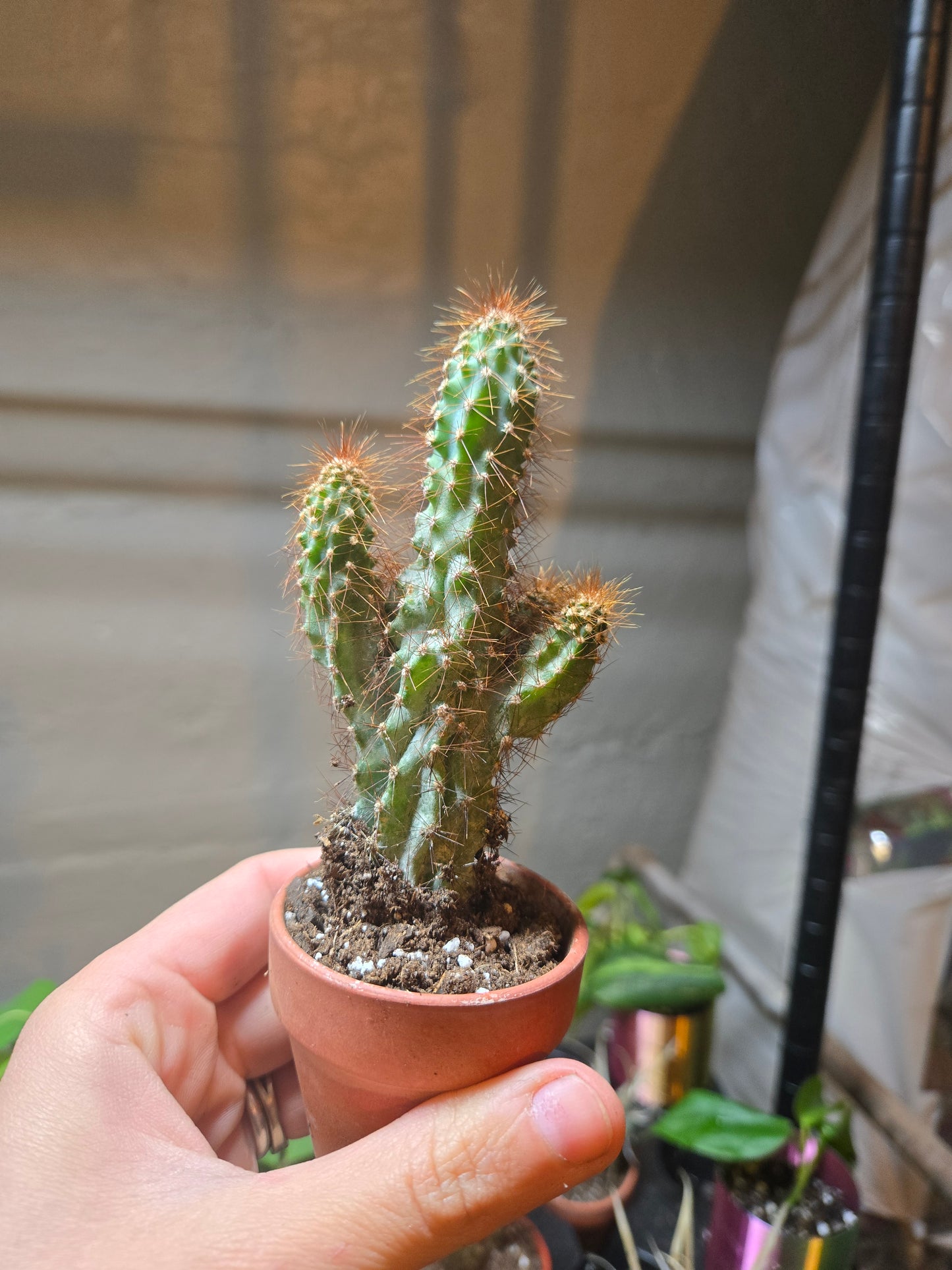 Cereus Peruvianus Monstrose