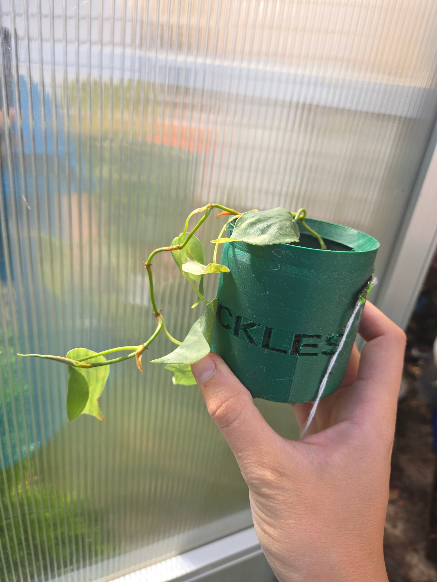 Philodendron Heartleaf