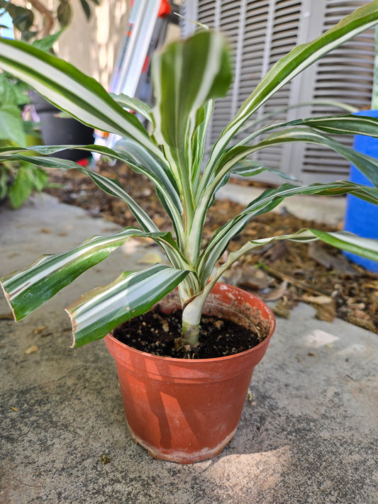 Dracaena warneckii