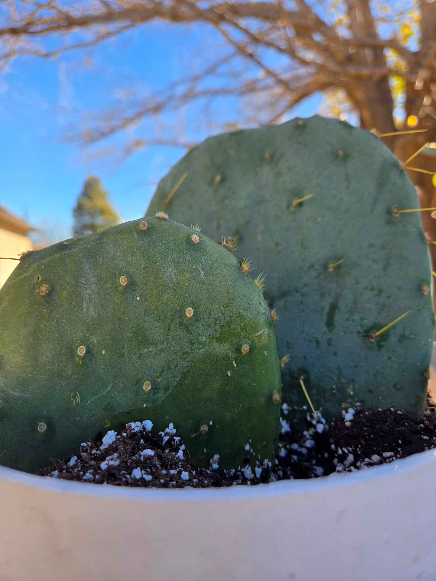 Opuntia ficus indica