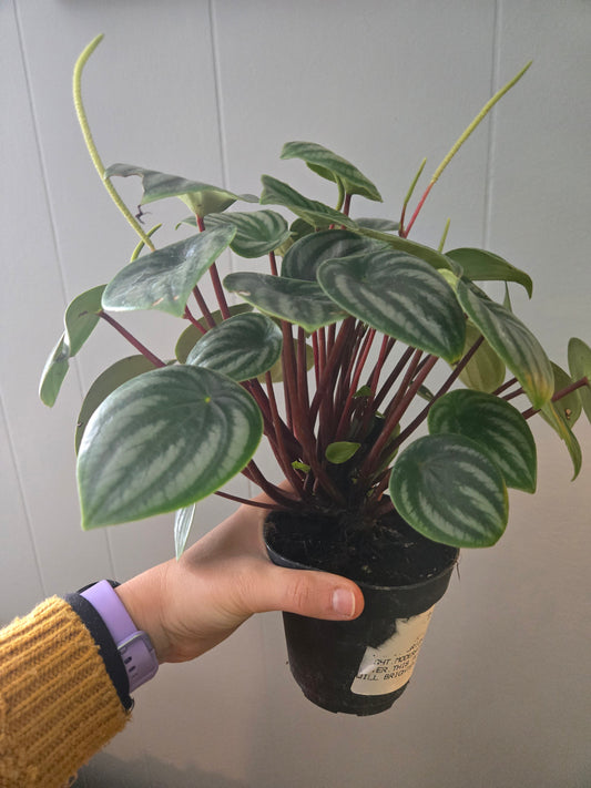 Peperomia Watermelon